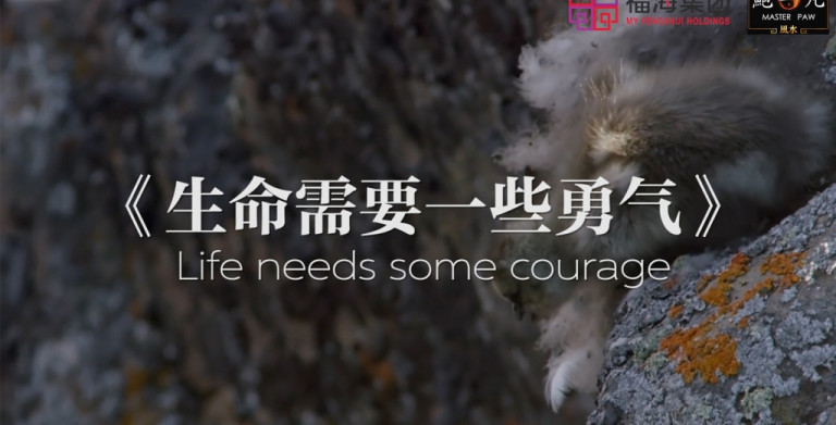 鲍一凡老师 | 激励小鸟：《生命需要一点勇气》