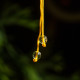 白水晶佛祖珠链 白水晶佛祖珠链