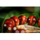红虎眼石手链 Red Tigerite Bracelet