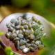消磁碎水晶:拉长石 Tumbled Labradorite 消磁碎水晶:拉长石 Tumbled Labradorite