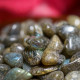 消磁碎水晶:拉长石 Tumbled Labradorite 消磁碎水晶:拉长石 Tumbled Labradorite