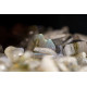 消磁碎水晶:月光 Tumbled Moonstone 消磁碎水晶:月光 Tumbled Moonstone