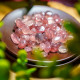 消磁碎水晶:草莓晶 Tumbled Strawberry 消磁碎水晶:草莓晶 Tumbled Strawberry