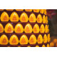 2027 点光明灯服务 Light Offering Dharma Service 2027